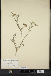 Torilis leptophylla image