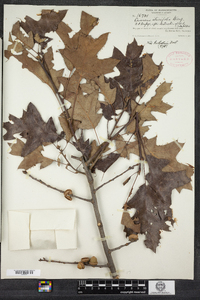 Quercus rehderi image