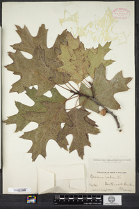 Quercus rubra image