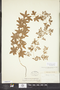 Lygodium palmatum image