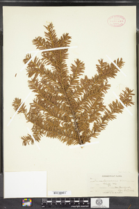 Taxus canadensis image