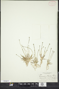 Eriocaulon parkeri image