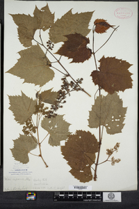 Vitis riparia image