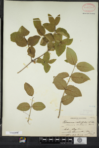 Lonicera canadensis image