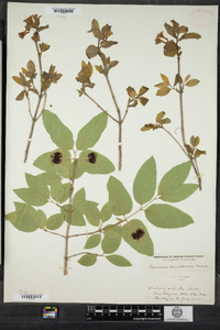 Lonicera canadensis image