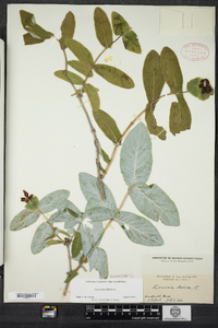 Lonicera dioica image