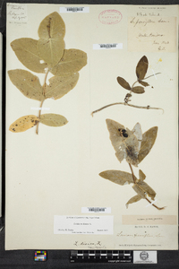 Lonicera dioica image