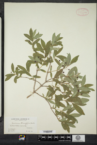 Lonicera oblongifolia image