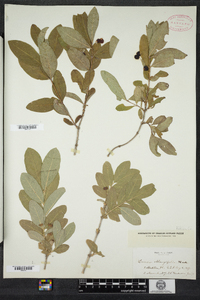 Lonicera oblongifolia image