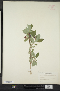 Lonicera oblongifolia image