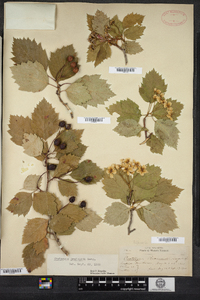 Crataegus brainerdii image