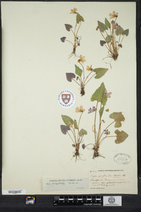 Viola brittoniana var. pectinata image
