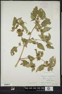 Physalis philadelphica image