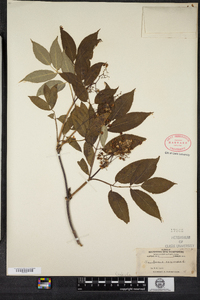 Sambucus racemosa image