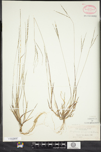 Digitaria filiformis image