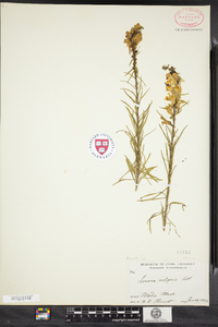 Linaria vulgaris image