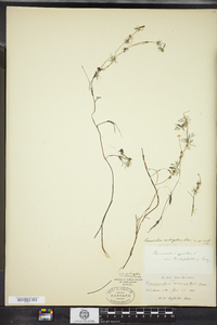 Ranunculus longirostris image