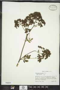 Thalictrum pubescens image