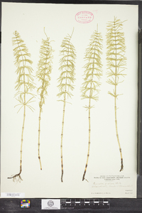 Equisetum pratense image