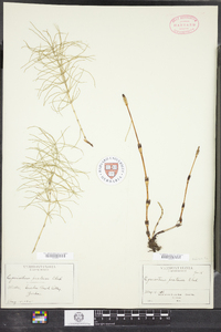 Equisetum pratense image