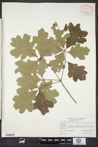 Image of Quercus fernowii