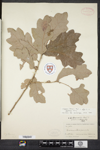 Quercus fernowii image