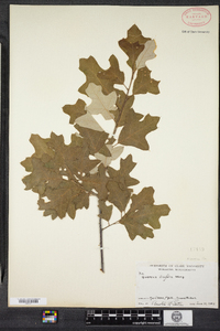 Quercus ilicifolia image