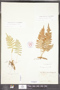 Polypodium virginianum image