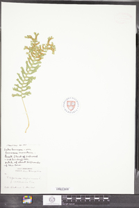 Polypodium virginianum image