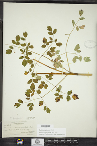 Thalictrum pubescens image