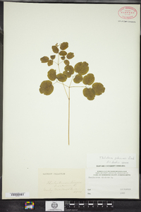 Thalictrum pubescens image