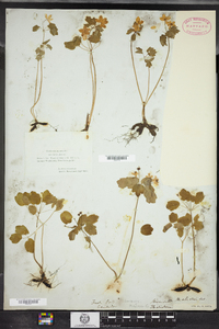 Thalictrum thalictroides image