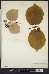 Viburnum lantanoides image