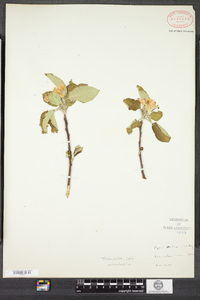 Malus pumila image