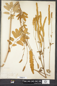 Sanguisorba canadensis image