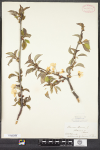 Prunus avium image