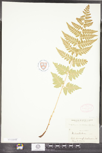 Dryopteris cristata image