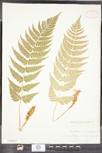 Dryopteris marginalis image