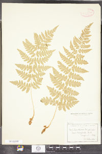 Dryopteris marginalis image