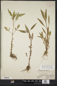 Bidens eatonii image