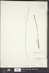 Equisetum palustre image