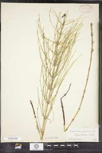 Equisetum palustre image