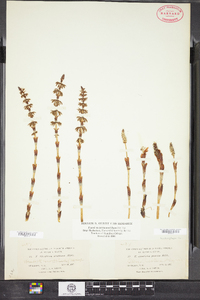 Equisetum sylvaticum image