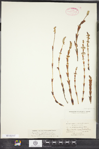 Equisetum sylvaticum image