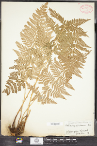 Dryopteris carthusiana image