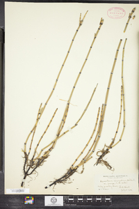 Equisetum mackaii image