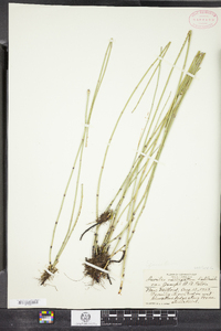 Equisetum mackaii image