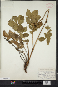 Potentilla arguta image