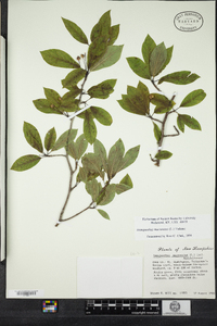 Ilex mucronata image