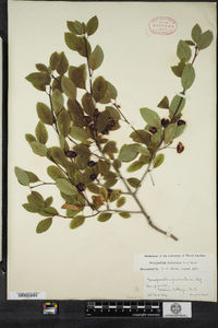 Ilex mucronata image